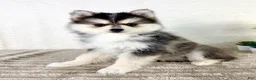 Pomsky dogs for sale: Aurora - Ad 3