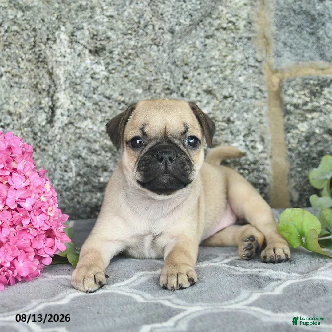 Jug dogs for sale: Kandy  - Ad 2