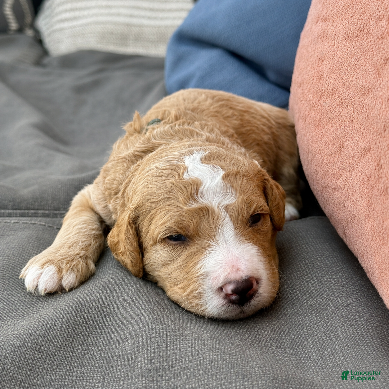 Bernedoodle dogs Jack - Ad 2