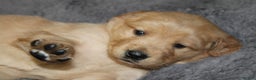 Golden Retriever dogs for sale: Farrah - Ad 3