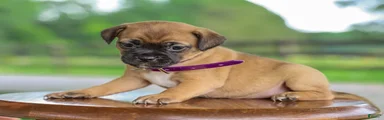 Zipporah Jug Puppy