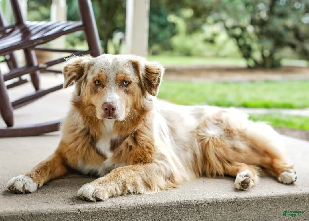 Aussiedoodle dogs for sale: Ginger Standard - Ad 10