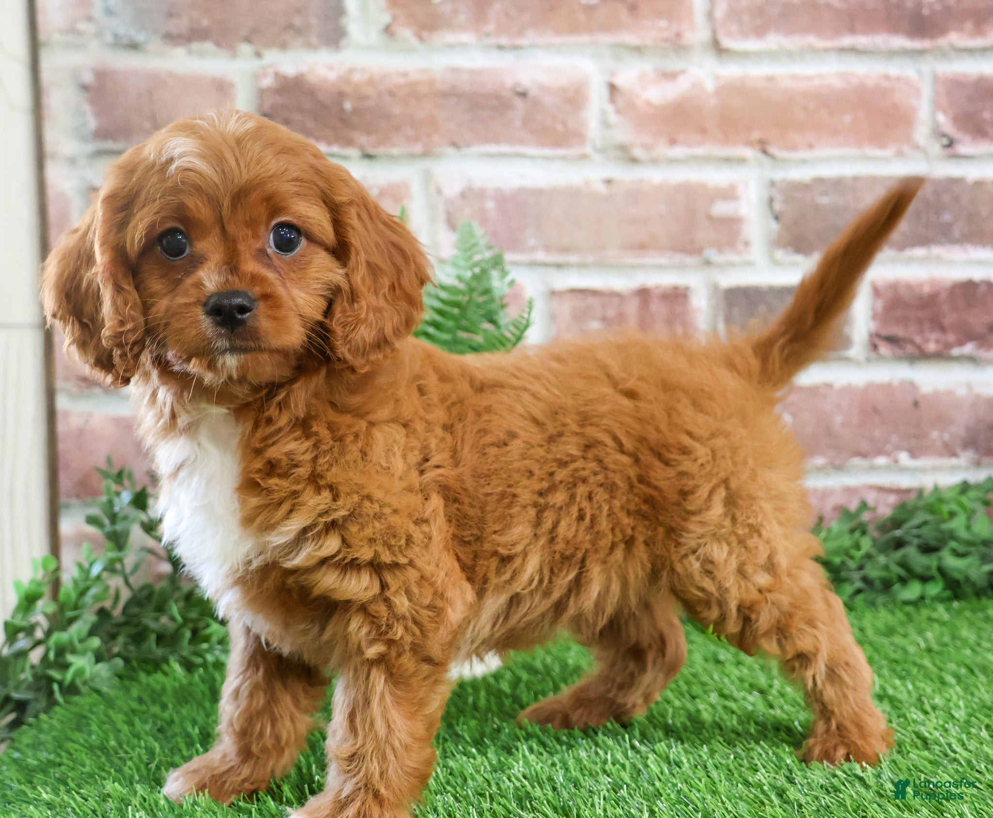 Cavapoo dogs Beau - Ad 19