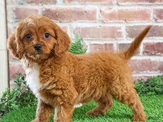 Cavapoo dogs Beau - Ad 37