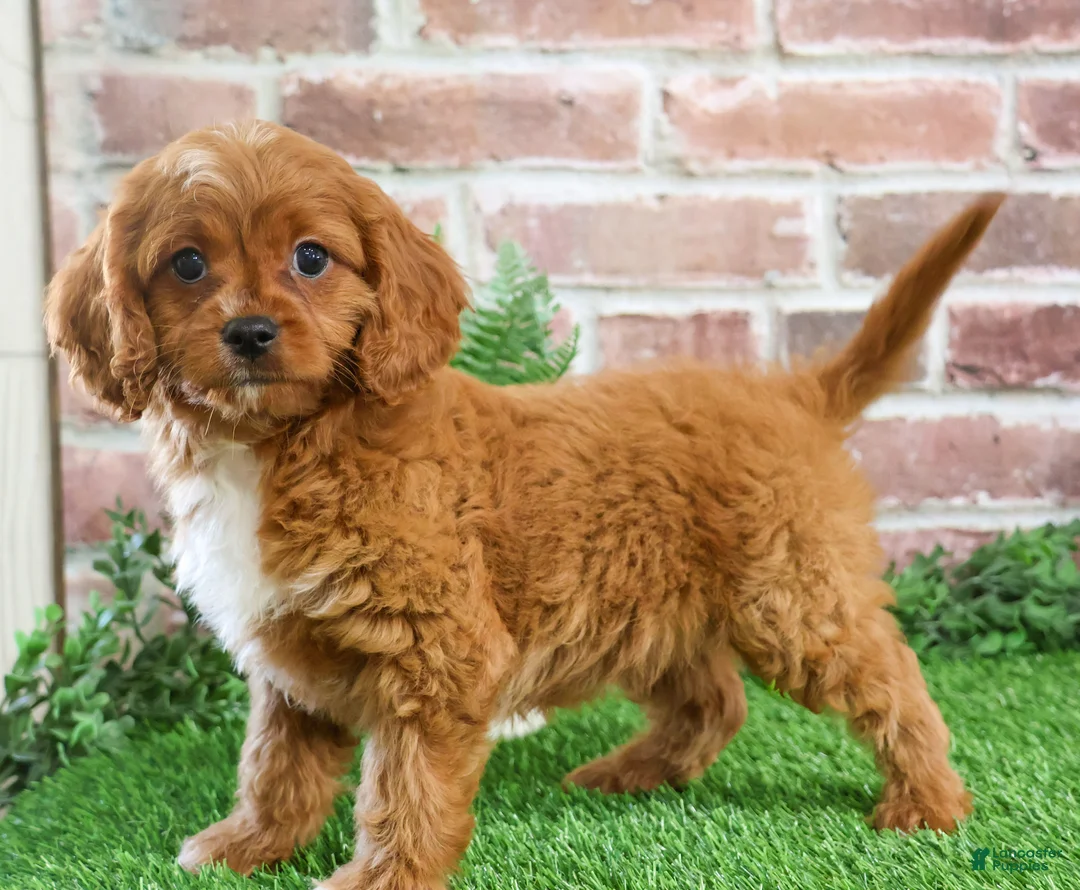 Cavapoo dogs for sale: Beau - Ad 1