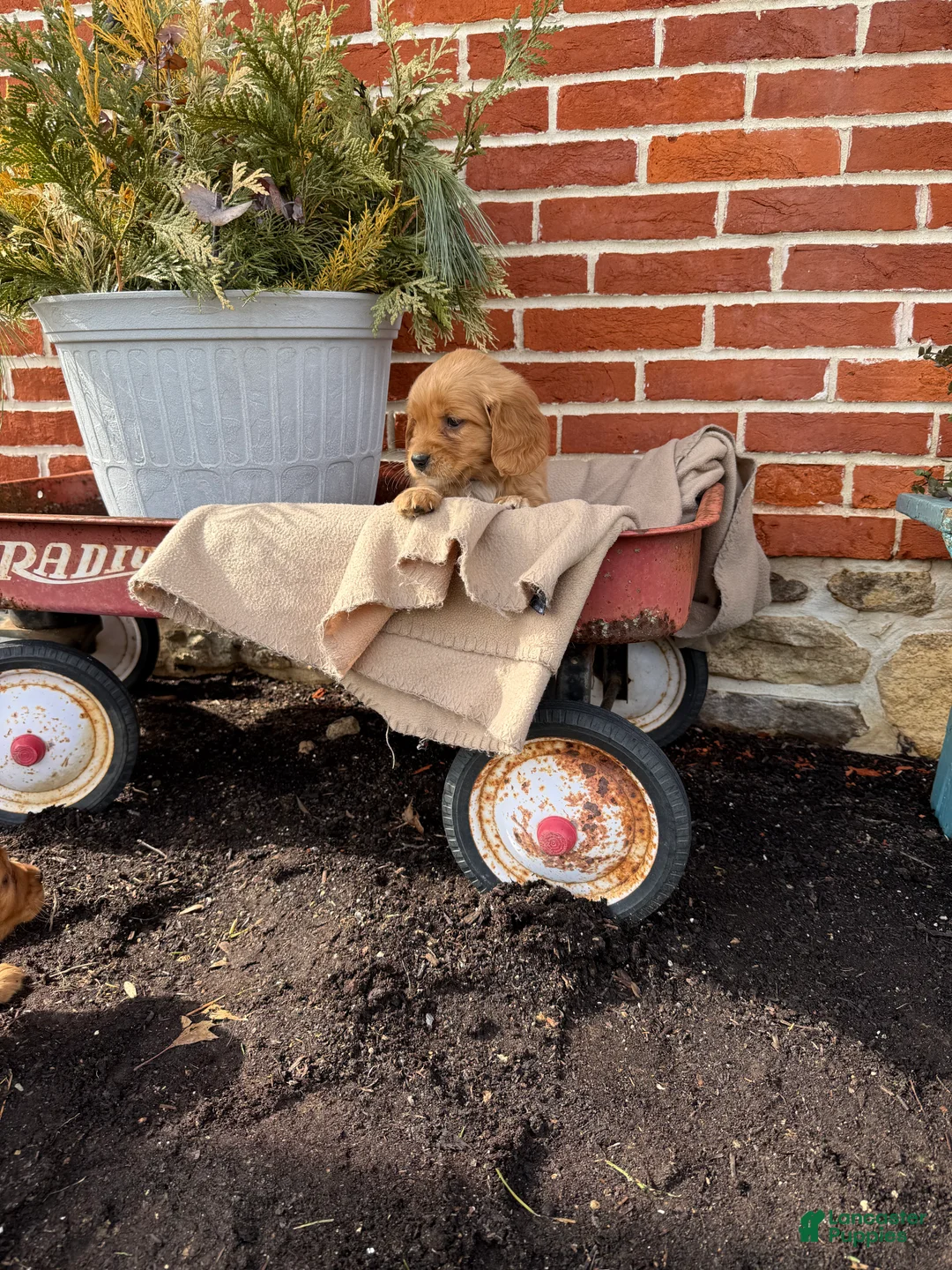 Miniature Golden Retriever dogs for sale: Miniature Golden Retriever Puppy 4 - Ad 1