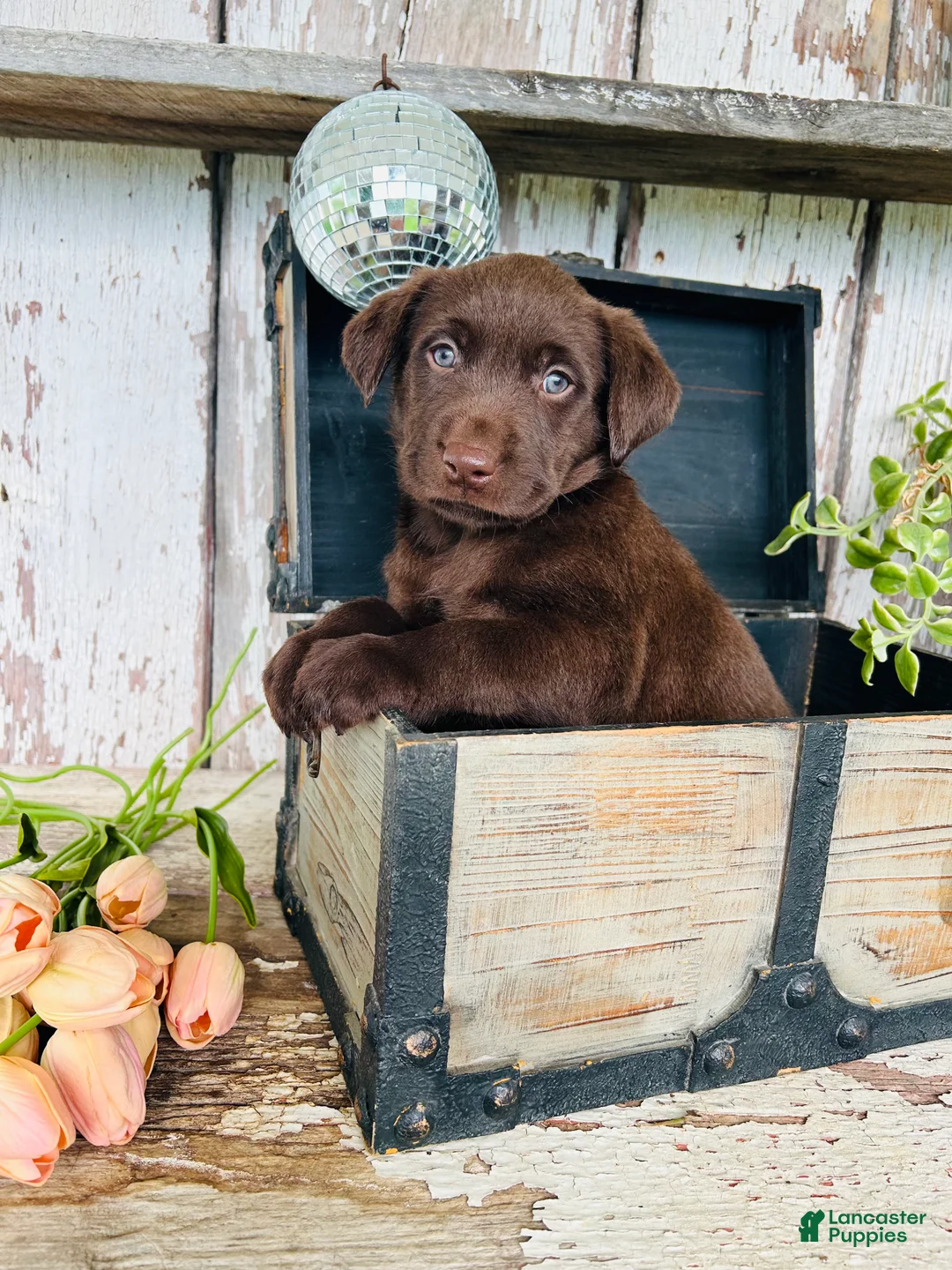 Labrador Retriever dogs for sale: Tia  - Ad 2