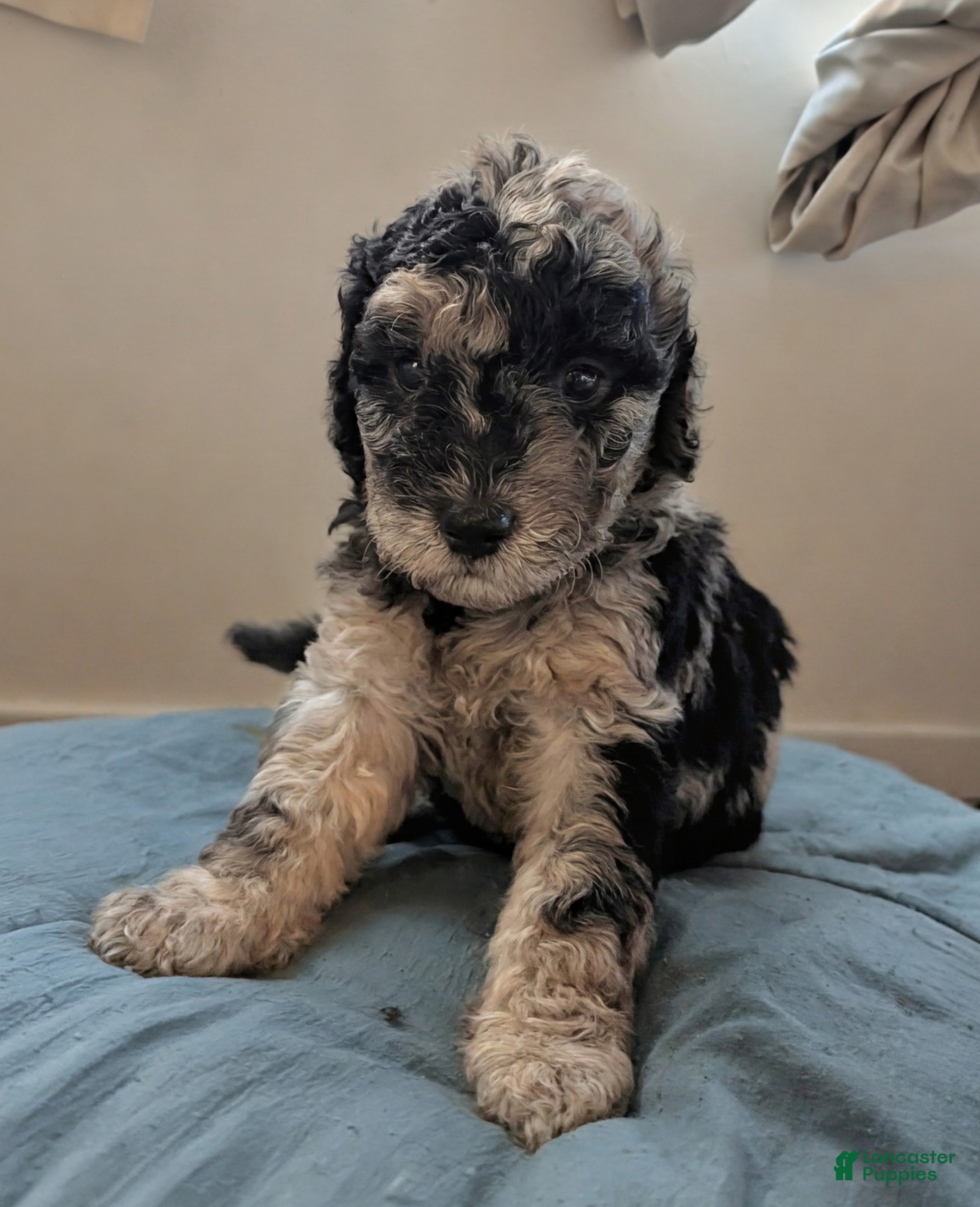 Mixed Breed dogs Golden Aussiedoodle 6 - Ad 27
