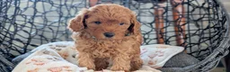 Toy Poodle dogs for sale: Wyman - Ad 3