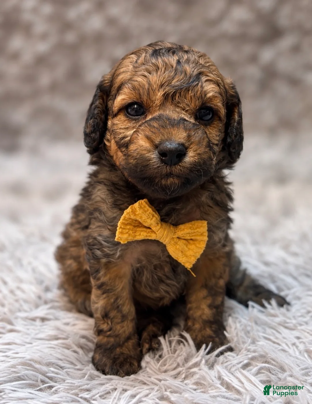 Toy Poodle dogs for sale: Eugene  - Ad 1