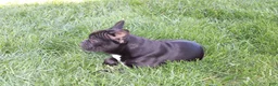 French Bulldog dogs for sale: Emily - Ad 3
