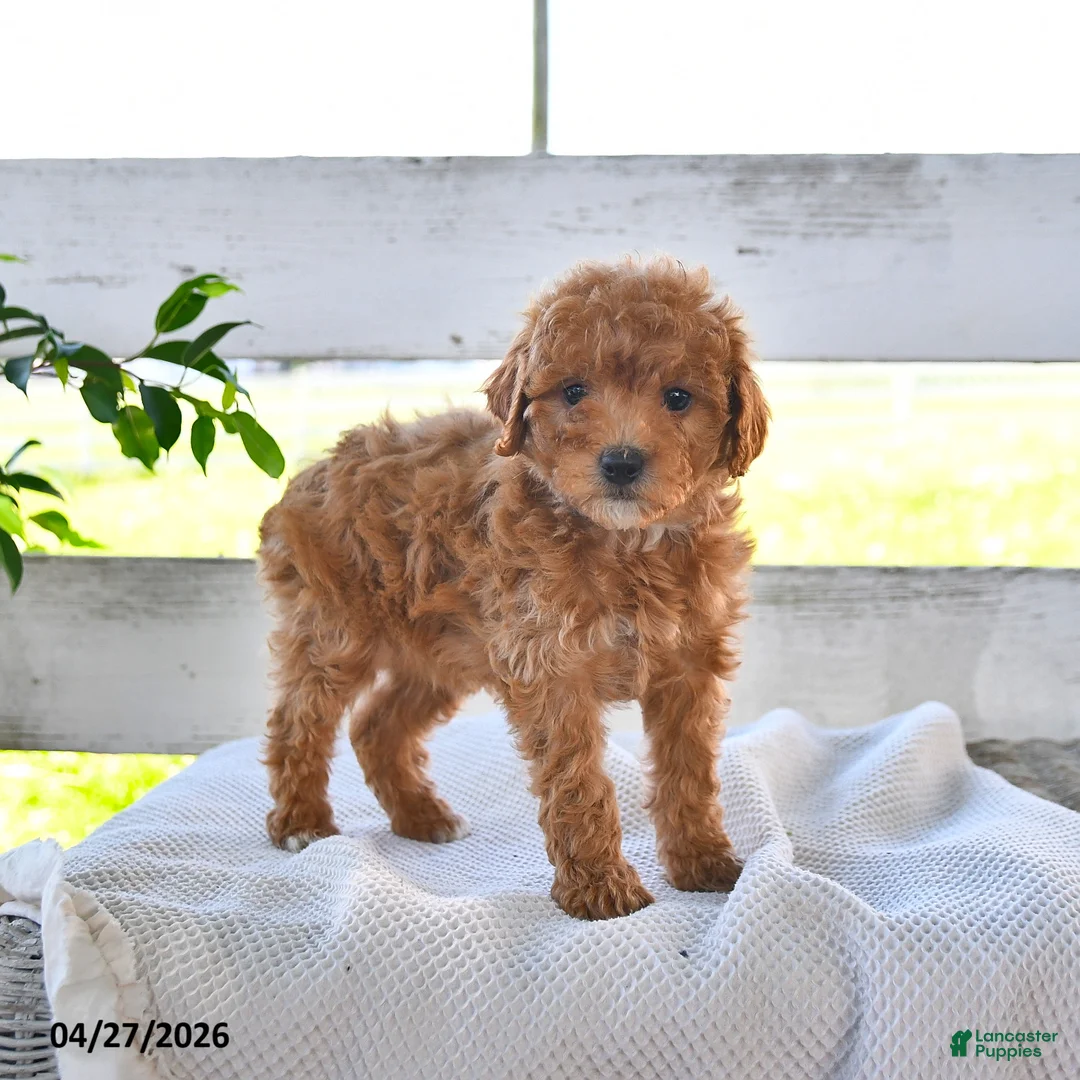 Miniature Poodle dogs for sale: Brianna - Ad 1