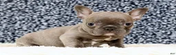 French Bulldog dogs for sale: Blossom - Ad 6