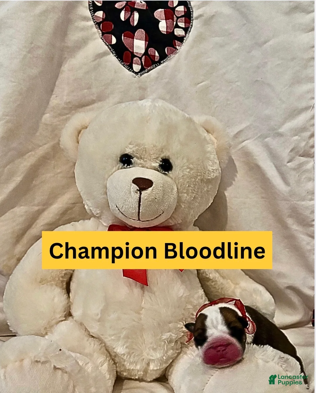 English Bulldog dogs for sale: Thunder Gunder - Ad 2