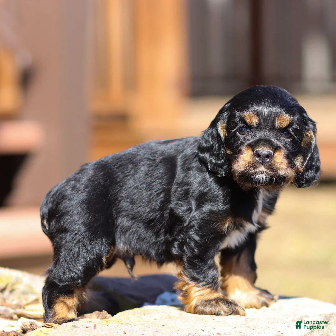 Cocker Spaniel dogs for sale: Jasper Cocker Spaniel Puppy  - Ad 3
