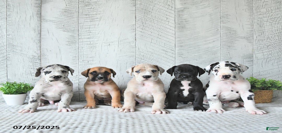 Gallery Image {{count}}