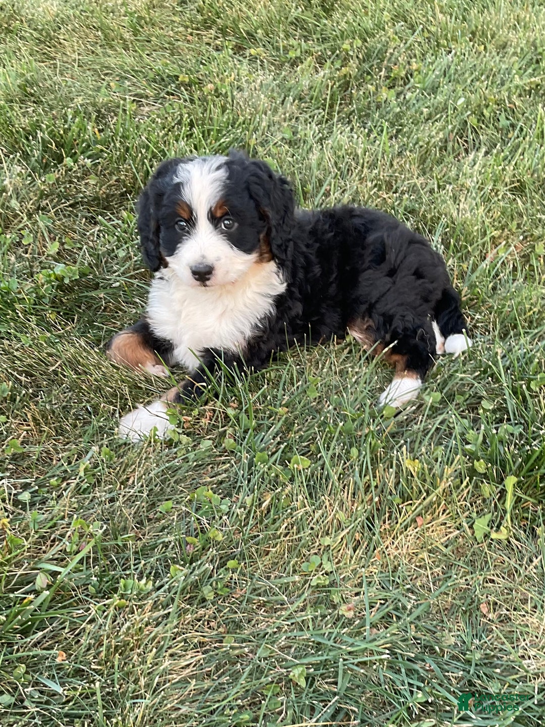 Bernese Mountain Dog Black And White St Bernard Puppy Bernese