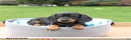 Miniature Dachshund dogs for sale: Lonnie - Ad 3