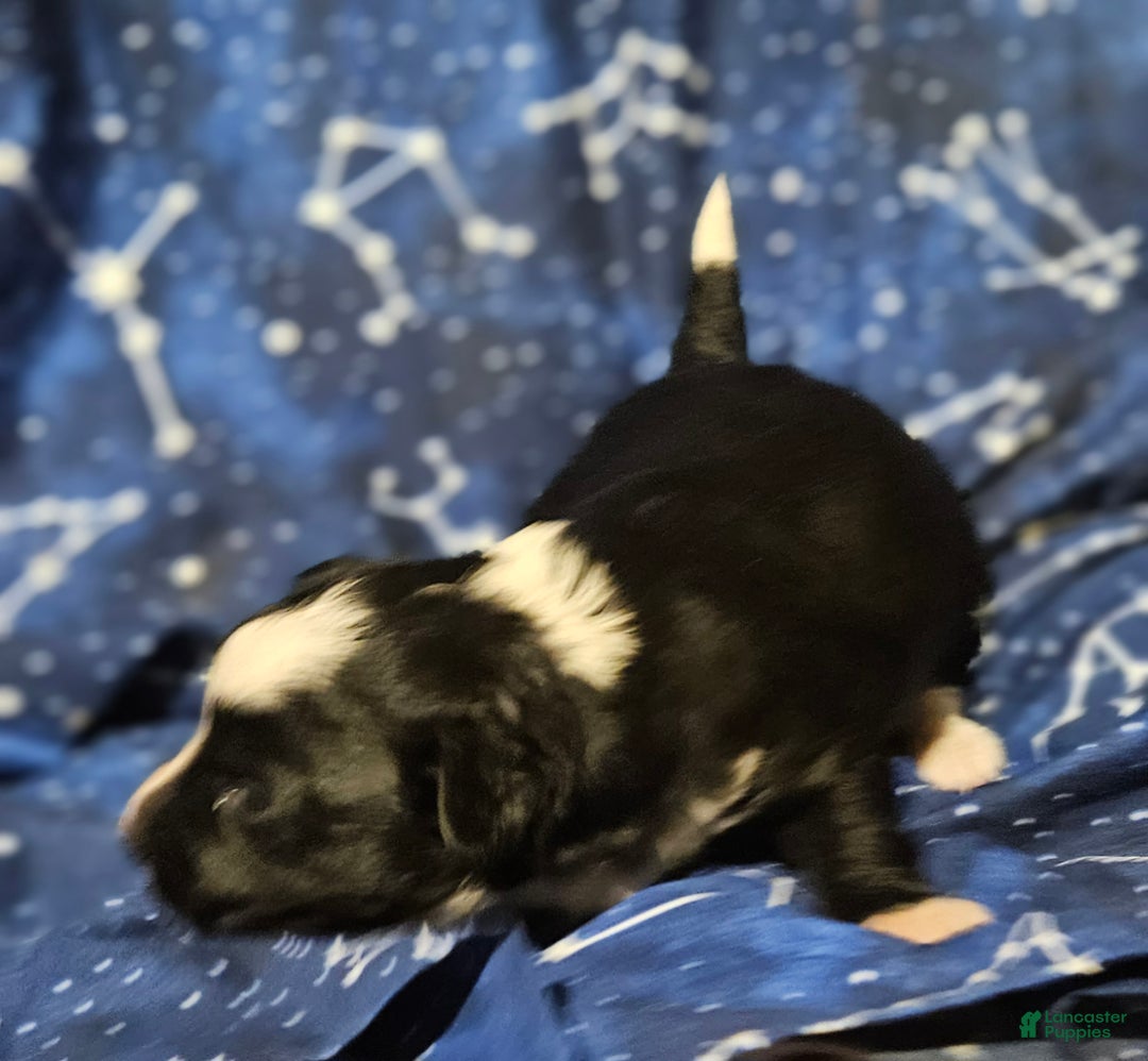 Border Collie dogs for sale: Kumba (Call-Text) - Ad 5
