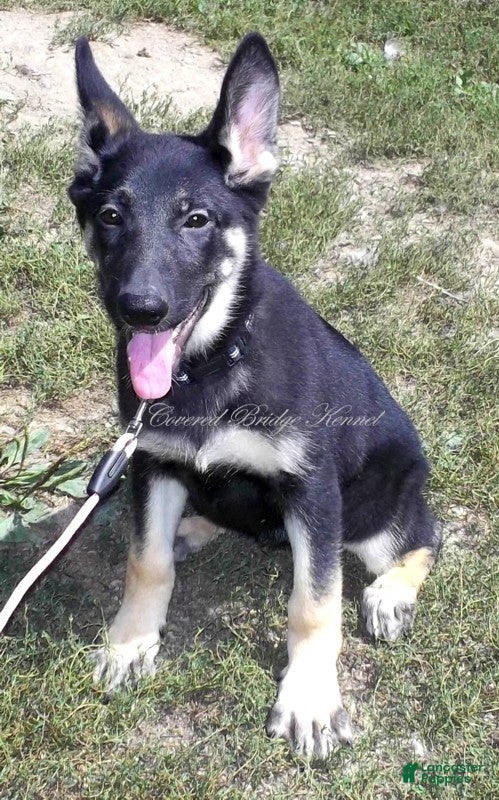German Shepherd dogs Dixie - Ad 26