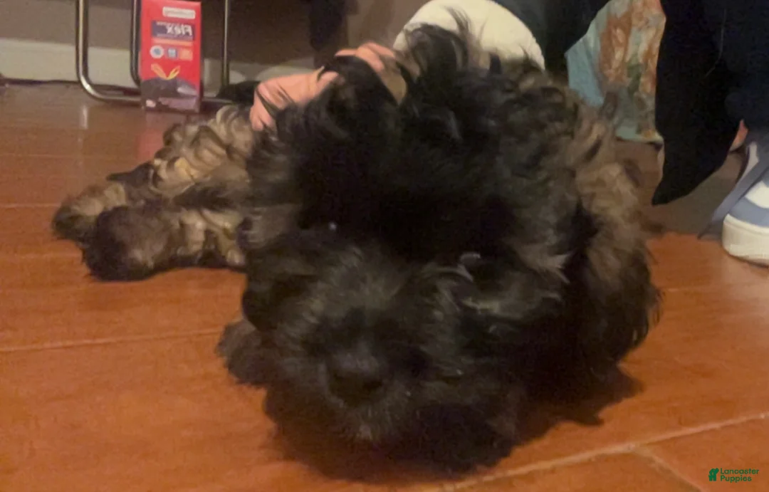 Shihpoo dogs for sale: Shihpoo Puppy 3 - Ad 1