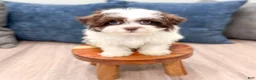 Havanese dogs for sale: Herman - Ad 3