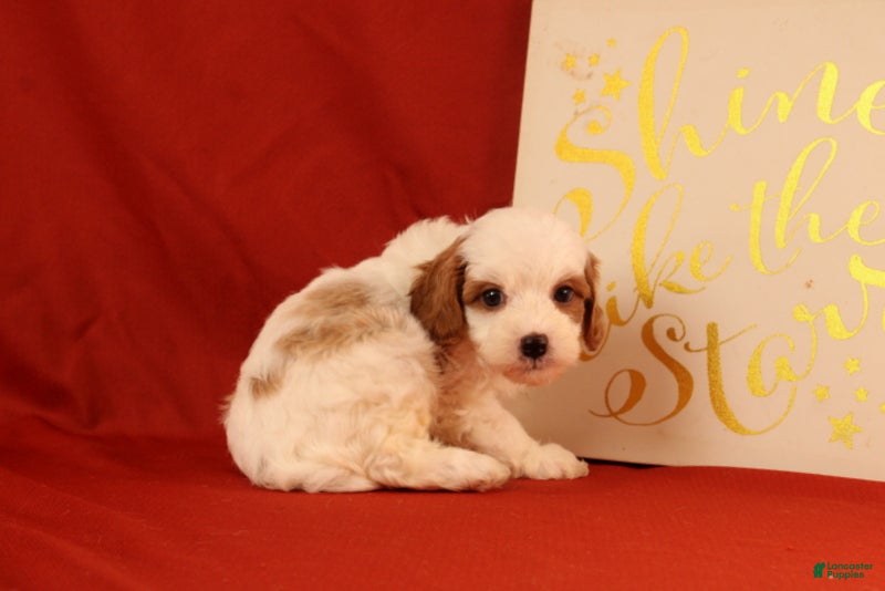 Cavapoo dogs Groff - Ad 2