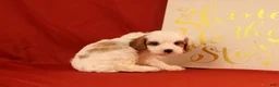 Cavapoo dogs for sale: Groff - Ad 2