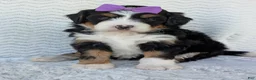 Mini Bernedoodle dogs for sale: Mini Bobbin  - Ad 20