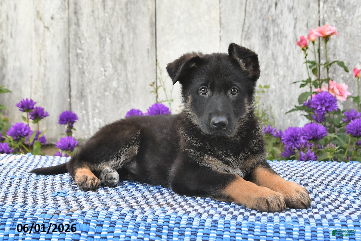German Shepherd dogs Millie - Ad 1