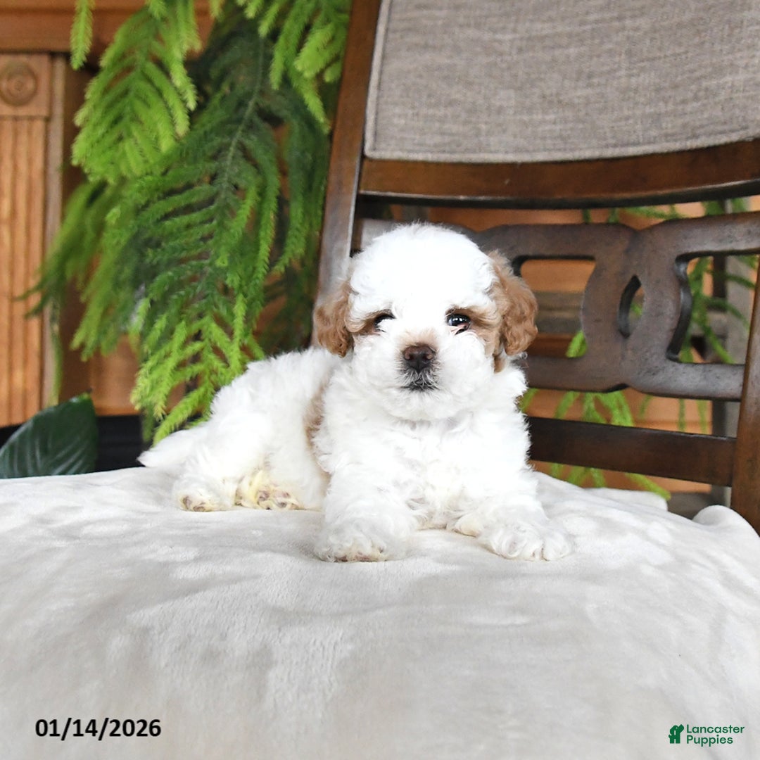 Maltipoo dogs for sale: Jewel - Ad 2