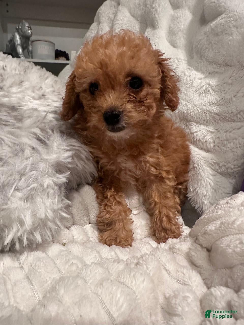 Toy Poodle dogs TIMMY - ACA POTTY TRAINED - Ad 3
