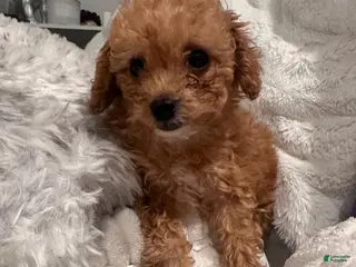 Toy Poodle dogs TIMMY - ACA POTTY TRAINED - Ad 3