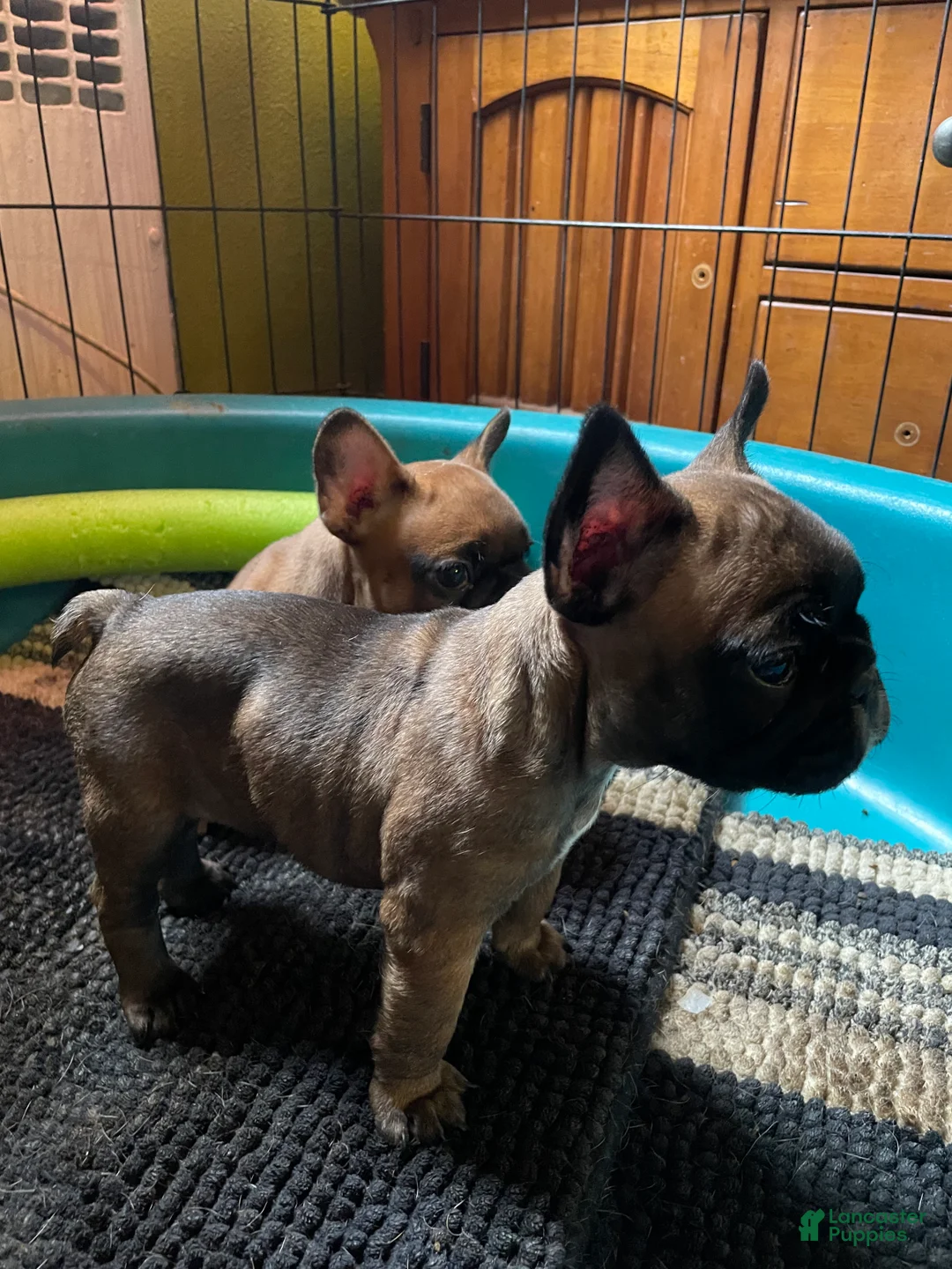 French Bulldog dogs for sale: French Bulldog Puppy 1 - Ad 2