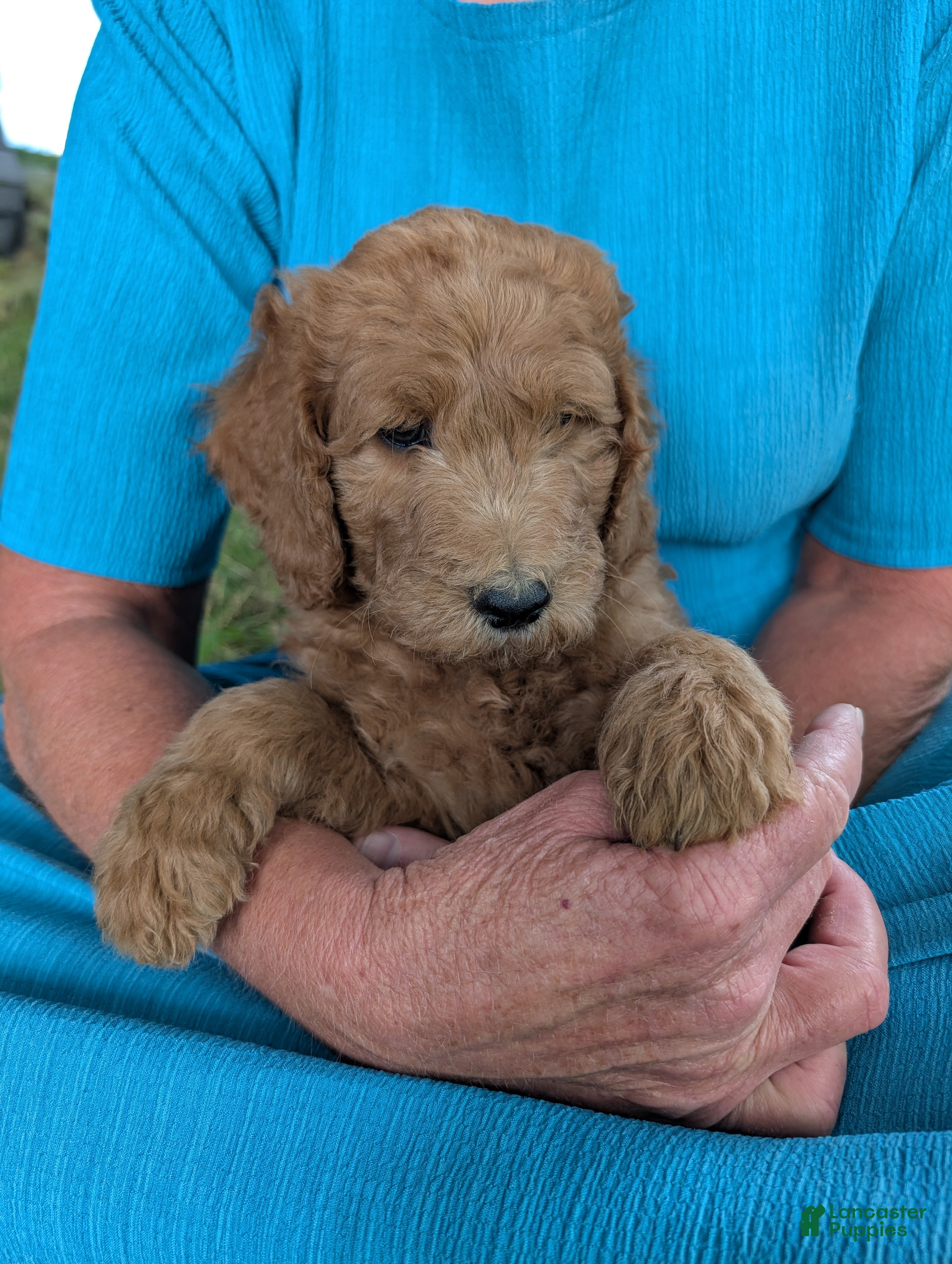 Goldendoodle dogs Lincoln  - Ad 1