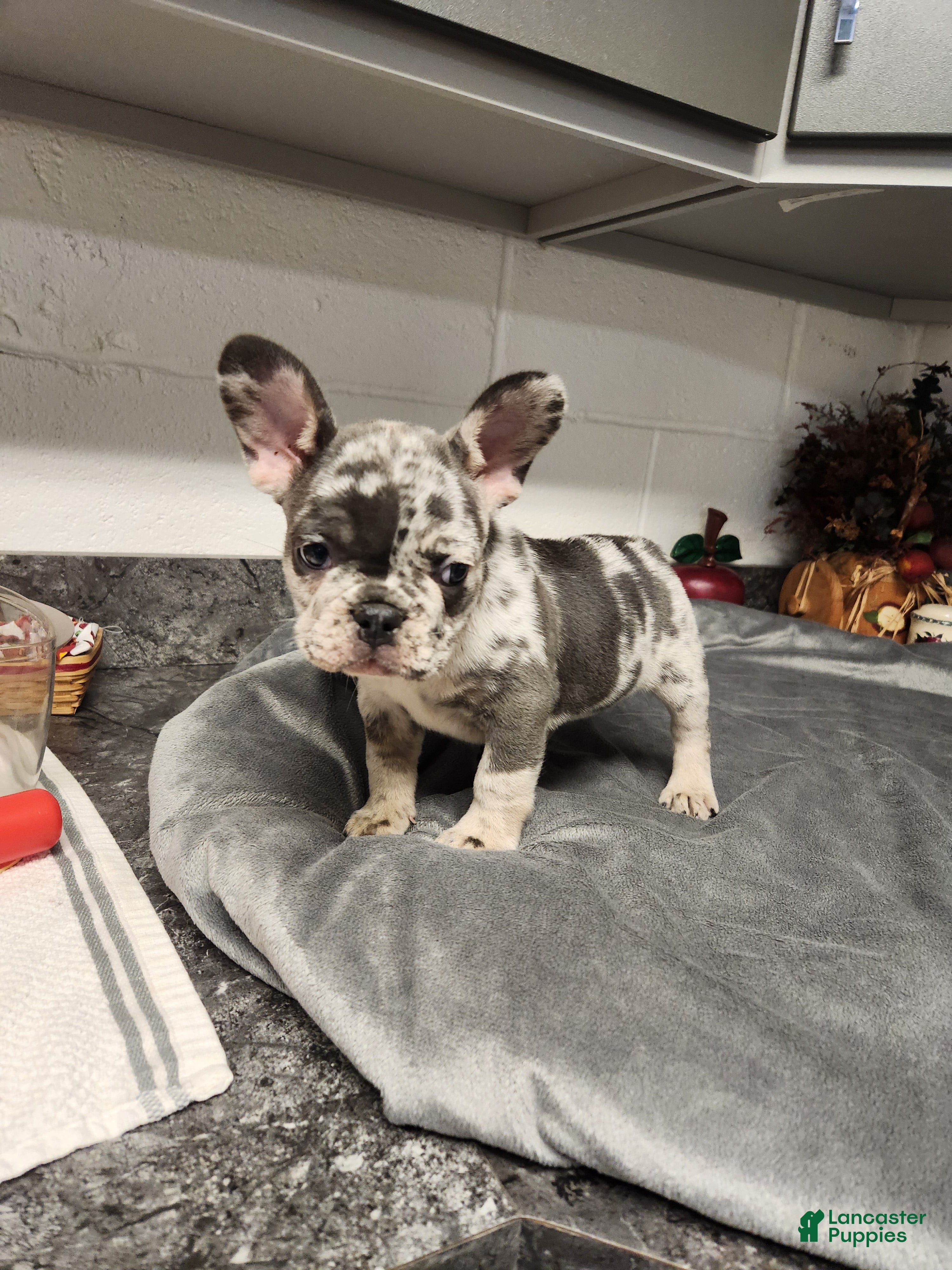 French Bulldog dogs Archer - Ad 1