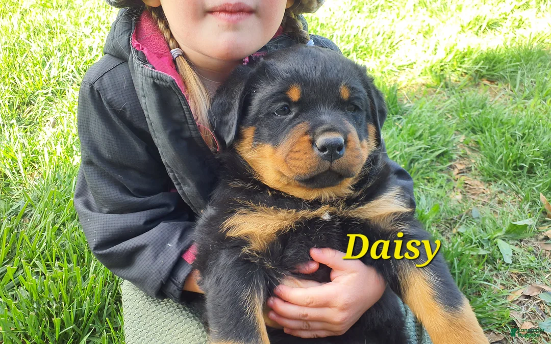 Rottweiler dogs for sale: AKC Daisy - Ad 2