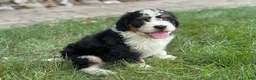Mini Bernedoodle dogs for sale: Bennie - Ad 4