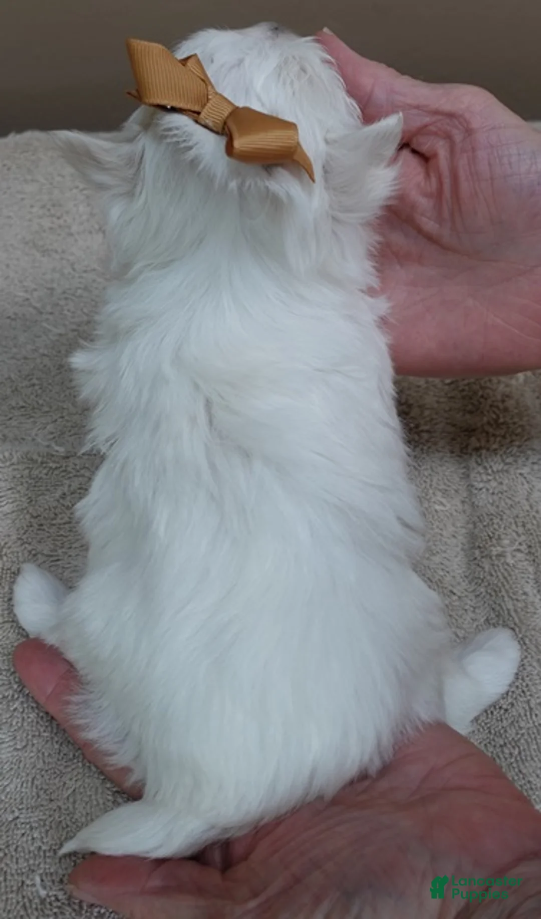 Maltese dogs for sale: Harpo - Ad 12