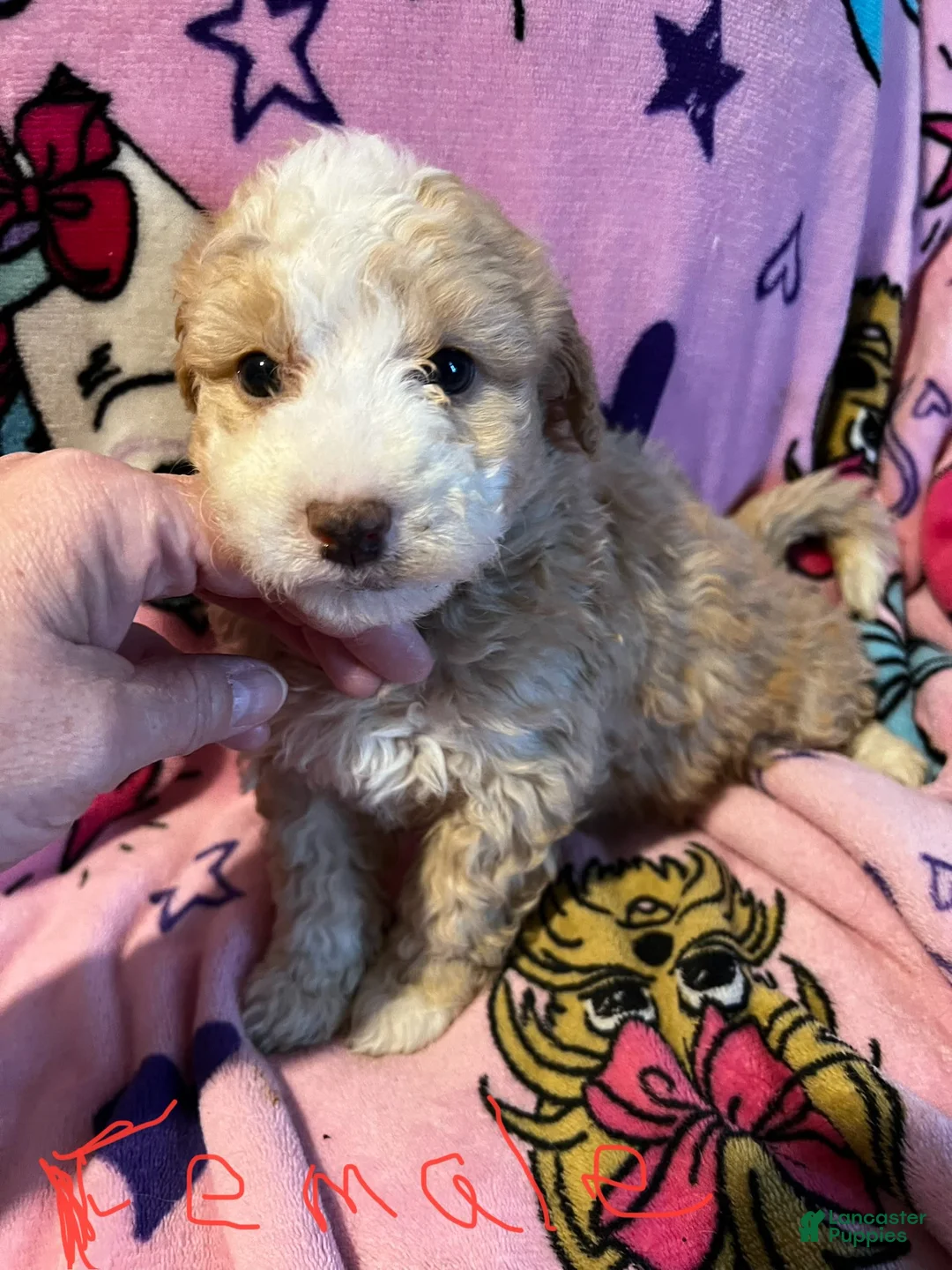 Gallery Image {{count}}