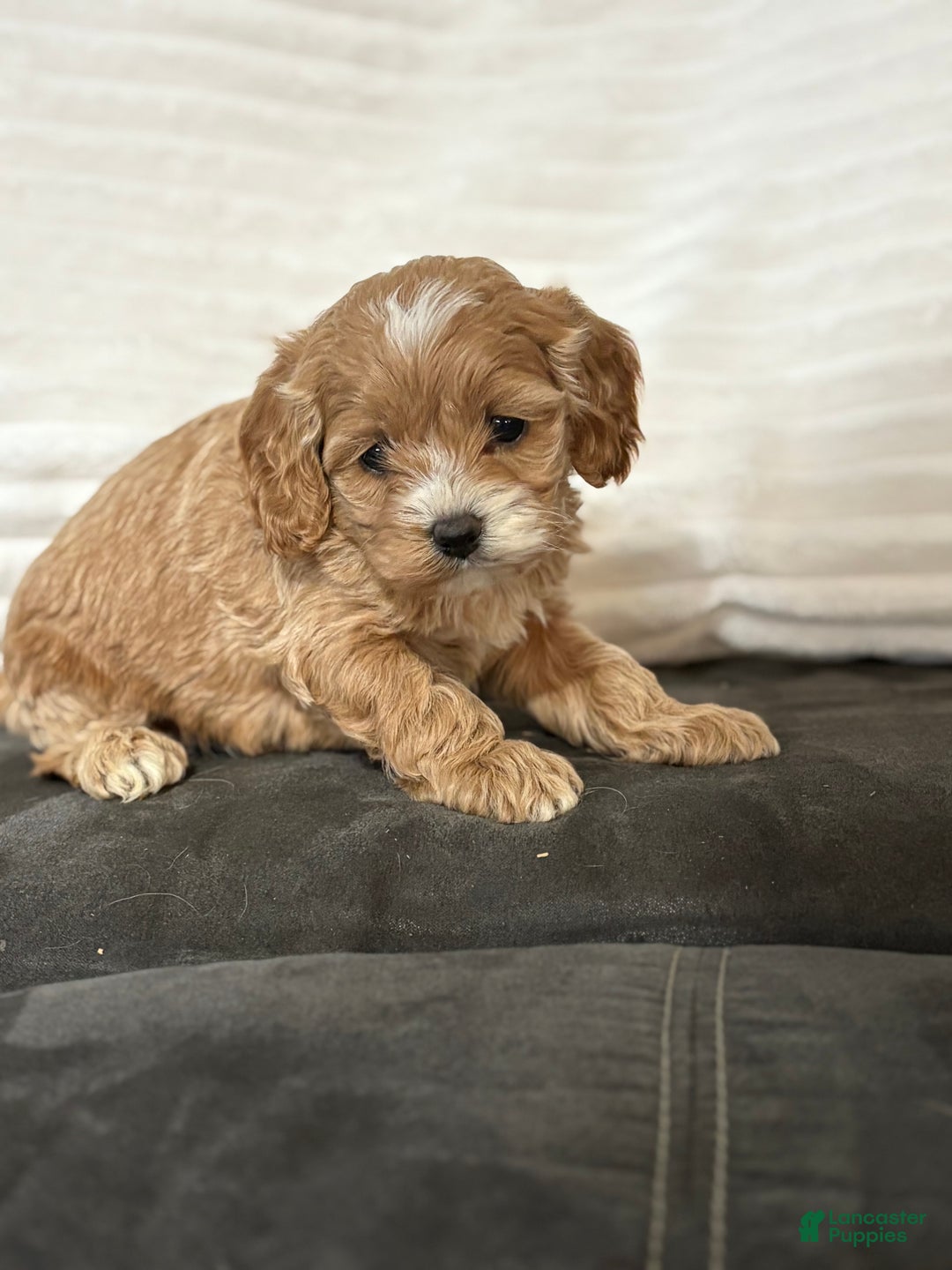 Cockapoo dogs for sale: Philly  - Ad 2