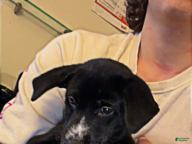Mixed Breed dogs for sale: Lily - Ad 2