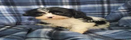 Cavapoo dogs for sale: Oreo - Ad 2
