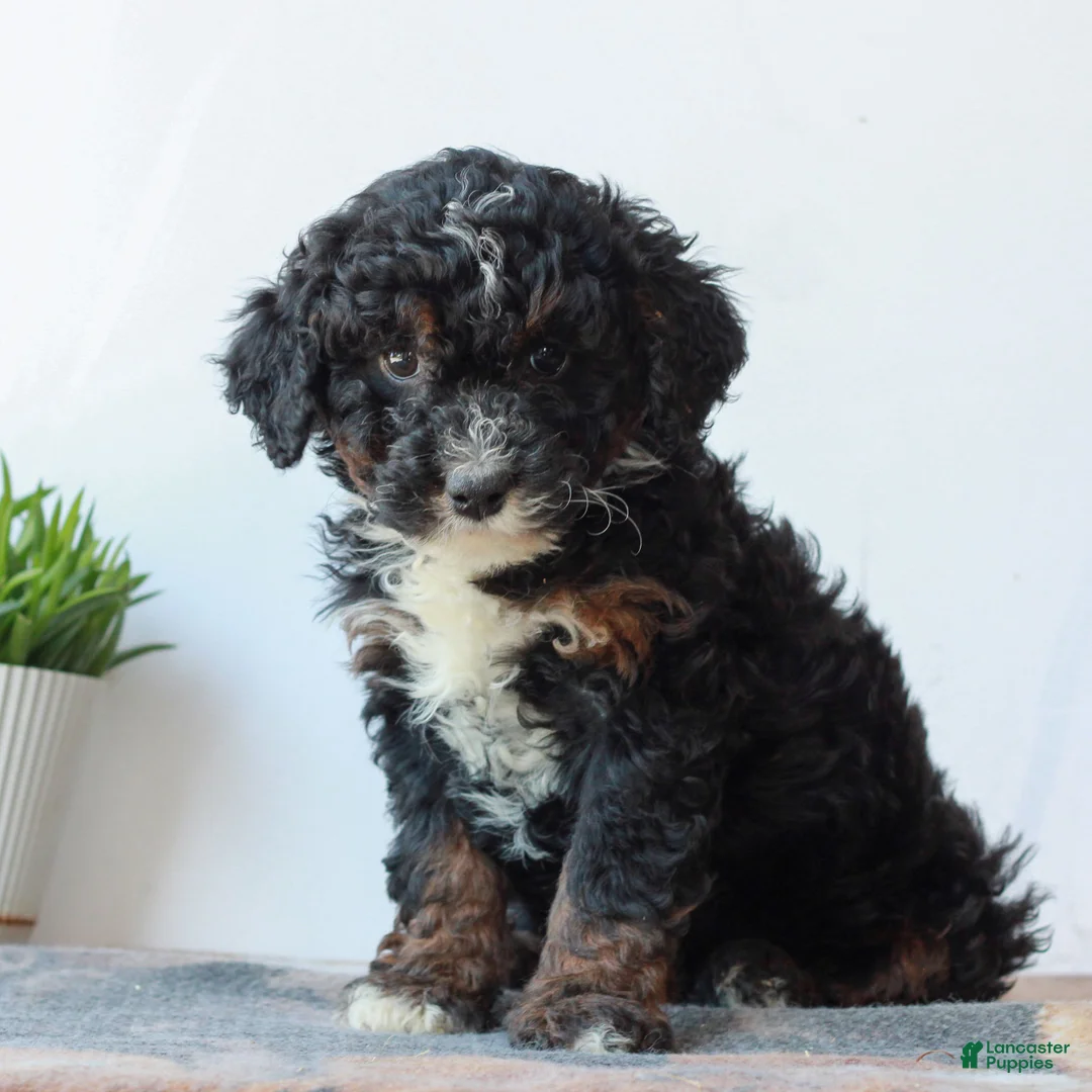 Mini Bernedoodle dogs for sale: Daisy  - Ad 1
