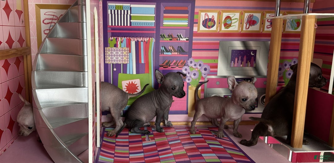 Mixed Breed dogs for sale: Cleopatra  - Ad 103