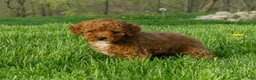 Miniature Poodle dogs for sale: Dotty - Ad 7