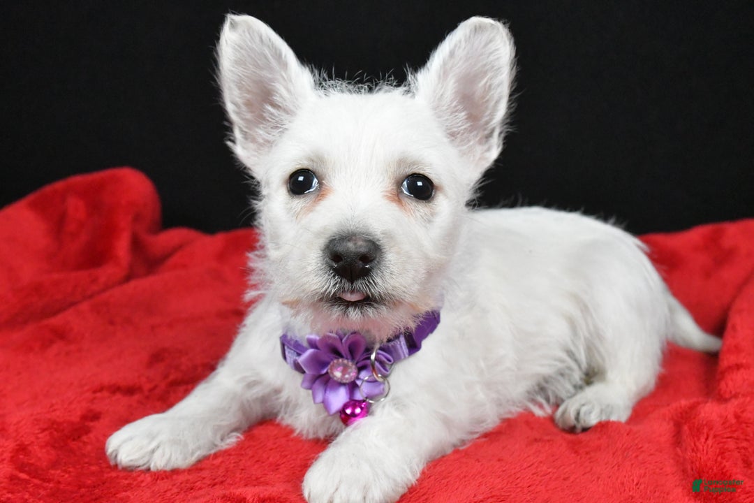 West Highland Terrier dogs for sale: Emmy - Ad 2