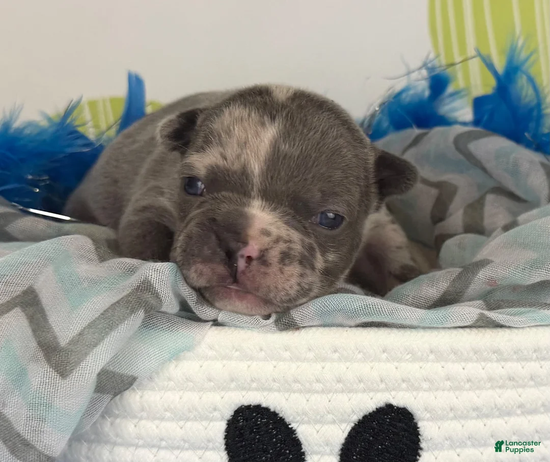 Frenchton dogs for sale: Rocco-DNA OFA  - Ad 2