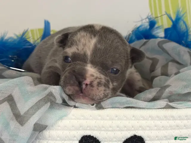 Frenchton dogs for sale: Rocco-blue Merle -DNA OFA imported blood - Ad 2