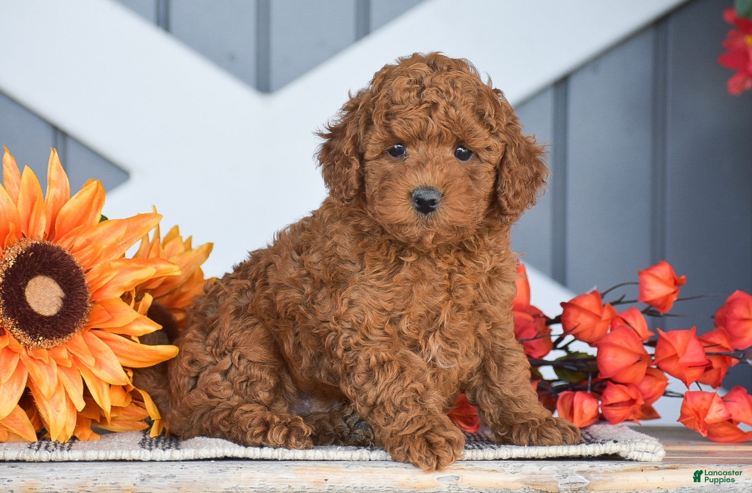 Miniature Poodle dogs Roosevelt - Ad 1